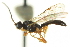  ( - CNCHYM 014711)  @11 [ ] CreativeCommons - Attribution (2012) CNC/CBG Photography Group Centre for Biodiversity Genomics