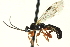  ( - CNCHYM 014714)  @11 [ ] CreativeCommons - Attribution (2012) CNC/CBG Photography Group Centre for Biodiversity Genomics