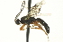  ( - CNCHYM 014715)  @13 [ ] CreativeCommons - Attribution (2012) CNC/CBG Photography Group Centre for Biodiversity Genomics
