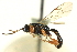  ( - CNCHYM 014728)  @11 [ ] CreativeCommons - Attribution (2012) CNC/CBG Photography Group Centre for Biodiversity Genomics