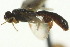  ( - CNCHYM 014756)  @11 [ ] CreativeCommons - Attribution (2012) CNC/CBG Photography Group Centre for Biodiversity Genomics