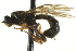  (Trieces masoni - CNCHYM 014762)  @11 [ ] CreativeCommons - Attribution (2012) CNC/CBG Photography Group Centre for Biodiversity Genomics