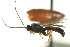  ( - CNCHYM 014774)  @11 [ ] CreativeCommons - Attribution (2012) CNC/CBG Photography Group Centre for Biodiversity Genomics