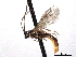  ( - CNCHYM 016624)  @11 [ ] CreativeCommons - Attribution (2012) CNC/CBG Photography Group Centre for Biodiversity Genomics