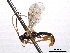  ( - CNCHYM 016625)  @11 [ ] CreativeCommons - Attribution (2012) CNC/CBG Photography Group Centre for Biodiversity Genomics