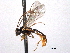  ( - CNCHYM 016627)  @11 [ ] CreativeCommons - Attribution (2012) CNC/CBG Photography Group Centre for Biodiversity Genomics
