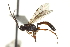  ( - CNCHYM 017532)  @13 [ ] CreativeCommons - Attribution (2012) CNC/CBG Photography Group Centre for Biodiversity Genomics