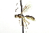  ( - CNCHYM 017538)  @15 [ ] CreativeCommons - Attribution (2012) CNC/CBG Photography Group Centre for Biodiversity Genomics