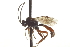  ( - CNCHYM 017561)  @12 [ ] CreativeCommons - Attribution (2012) CNC/CBG Photography Group Centre for Biodiversity Genomics