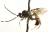  ( - CNCHYM 017562)  @13 [ ] CreativeCommons - Attribution (2012) CNC/CBG Photography Group Centre for Biodiversity Genomics