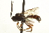  (Erromenus caelator - CNCHYM 017564)  @14 [ ] CreativeCommons - Attribution (2012) CNC/CBG Photography Group Centre for Biodiversity Genomics