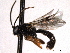  ( - CNCHYM 017568)  @14 [ ] CreativeCommons - Attribution (2012) CNC/CBG Photography Group Centre for Biodiversity Genomics
