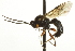  ( - CNCHYM 017569)  @13 [ ] CreativeCommons - Attribution (2012) CNC/CBG Photography Group Centre for Biodiversity Genomics