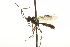  ( - CNCHYM 017620)  @11 [ ] CreativeCommons - Attribution (2012) CNC/CBG Photography Group Centre for Biodiversity Genomics
