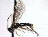 ( - CNCHYM 017638)  @13 [ ] CreativeCommons - Attribution (2012) CNC/CBG Photography Group Centre for Biodiversity Genomics