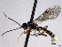  ( - CNCHYM 017639)  @14 [ ] CreativeCommons - Attribution (2012) CNC/CBG Photography Group Centre for Biodiversity Genomics