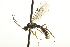  ( - CNCHYM 017642)  @14 [ ] CreativeCommons - Attribution (2012) CNC/CBG Photography Group Centre for Biodiversity Genomics