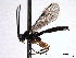  ( - CNCHYM 017645)  @14 [ ] CreativeCommons - Attribution (2012) CNC/CBG Photography Group Centre for Biodiversity Genomics