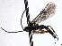  ( - CNCHYM 017649)  @13 [ ] CreativeCommons - Attribution (2012) CNC/CBG Photography Group Centre for Biodiversity Genomics
