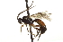  ( - CNCHYM 017654)  @14 [ ] CreativeCommons - Attribution (2012) CNC/CBG Photography Group Centre for Biodiversity Genomics