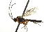 ( - CNCHYM 017704)  @13 [ ] CreativeCommons - Attribution (2012) CNC/CBG Photography Group Centre for Biodiversity Genomics