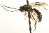  ( - CNCHYM 017732)  @13 [ ] CreativeCommons - Attribution (2012) CNC/CBG Photography Group Centre for Biodiversity Genomics