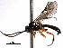  (Polyblastus pedalis - CNCHYM 017733)  @15 [ ] CreativeCommons - Attribution (2012) CNC/CBG Photography Group Centre for Biodiversity Genomics