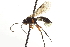  ( - CNCHYM 017734)  @15 [ ] CreativeCommons - Attribution (2012) CNC/CBG Photography Group Centre for Biodiversity Genomics