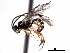  (Polyblastus pumilus - CNCHYM 017736)  @14 [ ] CreativeCommons - Attribution (2012) CNC/CBG Photography Group Centre for Biodiversity Genomics