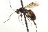  (Tryphon communis - CNCHYM 017739)  @15 [ ] CreativeCommons - Attribution (2012) CNC/CBG Photography Group Centre for Biodiversity Genomics