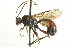 (Tryphon mystax - CNCHYM 017744)  @14 [ ] CreativeCommons - Attribution (2012) CNC/CBG Photography Group Centre for Biodiversity Genomics