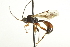  ( - CNCHYM 017747)  @11 [ ] CreativeCommons - Attribution (2012) CNC/CBG Photography Group Centre for Biodiversity Genomics