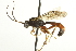  (Tryphon viator - CNCHYM 017748)  @14 [ ] CreativeCommons - Attribution (2012) CNC/CBG Photography Group Centre for Biodiversity Genomics