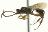  (PedunculinGEN - CNCHYM 017756)  @11 [ ] CreativeCommons - Attribution (2012) CNC/CBG Photography Group Centre for Biodiversity Genomics
