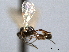  ( - CNCHYM 08926)  @11 [ ] CreativeCommons - Attribution (2012) CNC/CBG Photography Group Centre for Biodiversity Genomics