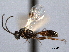  ( - CNCHYM 08927)  @11 [ ] CreativeCommons - Attribution (2012) CNC/CBG Photography Group Centre for Biodiversity Genomics