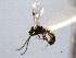  ( - CNCHYM 08928)  @11 [ ] CreativeCommons - Attribution (2012) CNC/CBG Photography Group Centre for Biodiversity Genomics