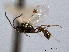  ( - CNCHYM 08929)  @11 [ ] CreativeCommons - Attribution (2012) CNC/CBG Photography Group Centre for Biodiversity Genomics