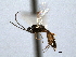  (Dimophora vesca - CNCHYM 08933)  @11 [ ] CreativeCommons - Attribution (2012) CNC/CBG Photography Group Centre for Biodiversity Genomics