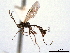  ( - CNCHYM 08964)  @11 [ ] CreativeCommons - Attribution (2012) CNC/CBG Photography Group Centre for Biodiversity Genomics