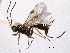  ( - CNCHYM 08965)  @11 [ ] CreativeCommons - Attribution (2012) CNC/CBG Photography Group Centre for Biodiversity Genomics