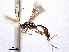  ( - CNCHYM 08966)  @11 [ ] CreativeCommons - Attribution (2012) CNC/CBG Photography Group Centre for Biodiversity Genomics