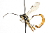  ( - CNCHYM 08971)  @11 [ ] CreativeCommons - Attribution (2012) CNC/CBG Photography Group Centre for Biodiversity Genomics