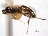  (Pristomerus baumhoferi - CNCHYM 08985)  @11 [ ] CreativeCommons - Attribution (2012) CNC/CBG Photography Group Centre for Biodiversity Genomics