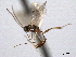  ( - CNCHYM 08992)  @11 [ ] CreativeCommons - Attribution (2012) CNC/CBG Photography Group Centre for Biodiversity Genomics