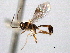  ( - CNCHYM 08993)  @11 [ ] CreativeCommons - Attribution (2012) CNC/CBG Photography Group Centre for Biodiversity Genomics