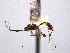  ( - CNCHYM 08995)  @11 [ ] CreativeCommons - Attribution (2012) CNC/CBG Photography Group Centre for Biodiversity Genomics