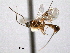  ( - CNCHYM 08996)  @11 [ ] CreativeCommons - Attribution (2012) CNC/CBG Photography Group Centre for Biodiversity Genomics