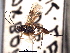  ( - CNCHYM 08997)  @11 [ ] CreativeCommons - Attribution (2012) CNC/CBG Photography Group Centre for Biodiversity Genomics