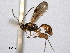  ( - CNCHYM 08998)  @11 [ ] CreativeCommons - Attribution (2012) CNC/CBG Photography Group Centre for Biodiversity Genomics
